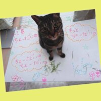 ZEBRA Gel Kugelschreiber Sarasa Clip 0,5mm Milk 5 Farben Set JJ15-5C-MK