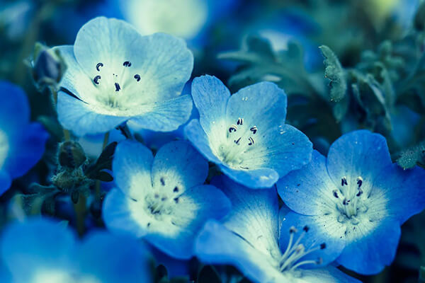 Blaue Blumen symbolisieren Hanairo - die Farbe einer Blume